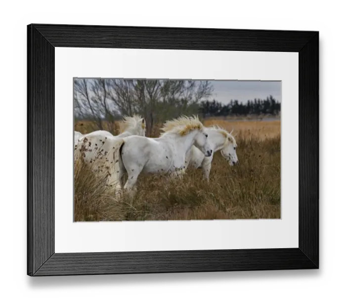 Framed Print : Camargue horses in field, southern France Framed Print : Camargue horses in field, southern France