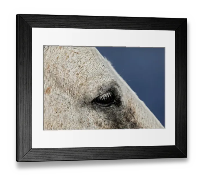 Framed Print : Close-up portrait of Camargue horse, France Framed Print : Close-up portrait of Camargue horse, France