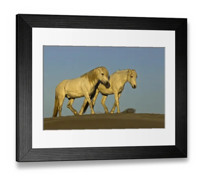 Framed Print : Side view of Camargue horses, southern France Framed Print : Side view of Camargue horses, southern France