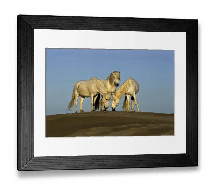 Framed Print : Side view of Camargue horses, southern France