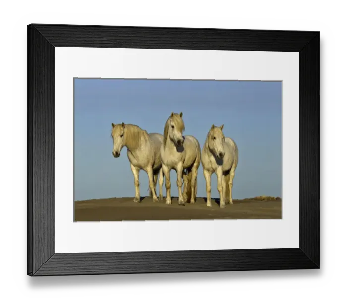 Framed Print : Front view of Camargue horses, southern France Framed Print : Front view of Camargue horses, southern France