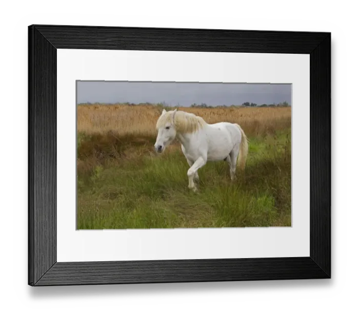 Framed Print : Camargue horse in marsh, southern France Framed Print : Camargue horse in marsh, southern France