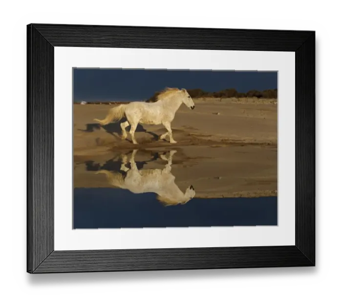 Framed Print : Camarge horses and reflection, southern France Framed Print : Camarge horses and reflection, southern France