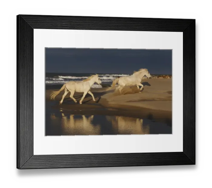 Framed Print : Camarge horses and reflection, southern France Framed Print : Camarge horses and reflection, southern France