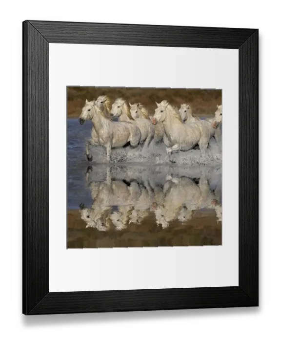 Framed Print : Camarge horses and reflection, southern France Framed Print : Camarge horses and reflection, southern France