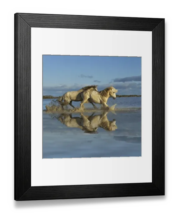 Framed Print : Camarge horses and reflection, southern France Framed Print : Camarge horses and reflection, southern France