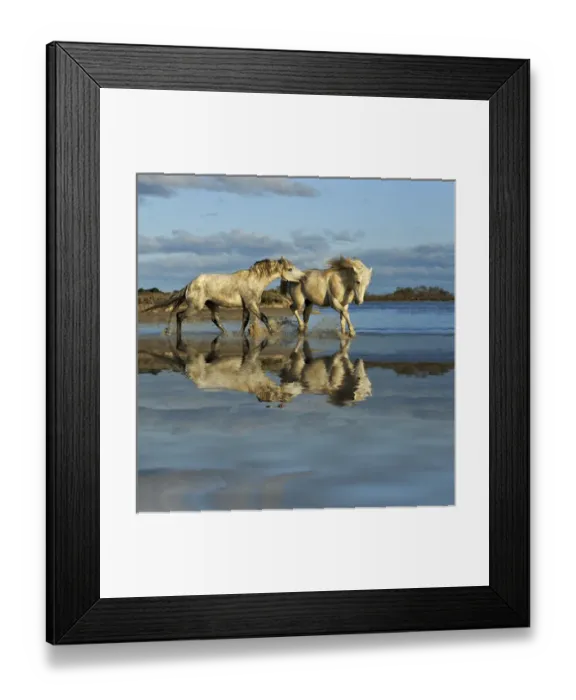 Framed Print : Camarge horses and reflection, southern France Framed Print : Camarge horses and reflection, southern France