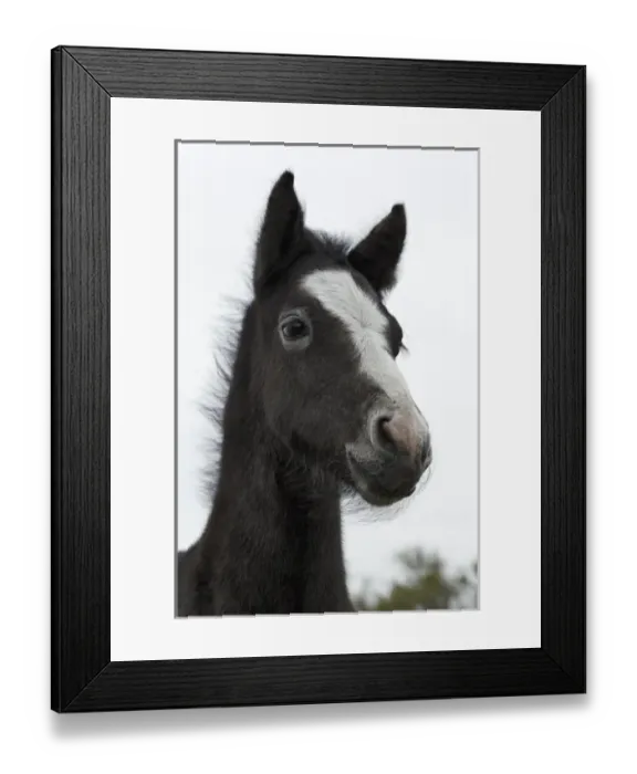 Framed Print : Camargue horse foal, southern France Framed Print : Camargue horse foal, southern France