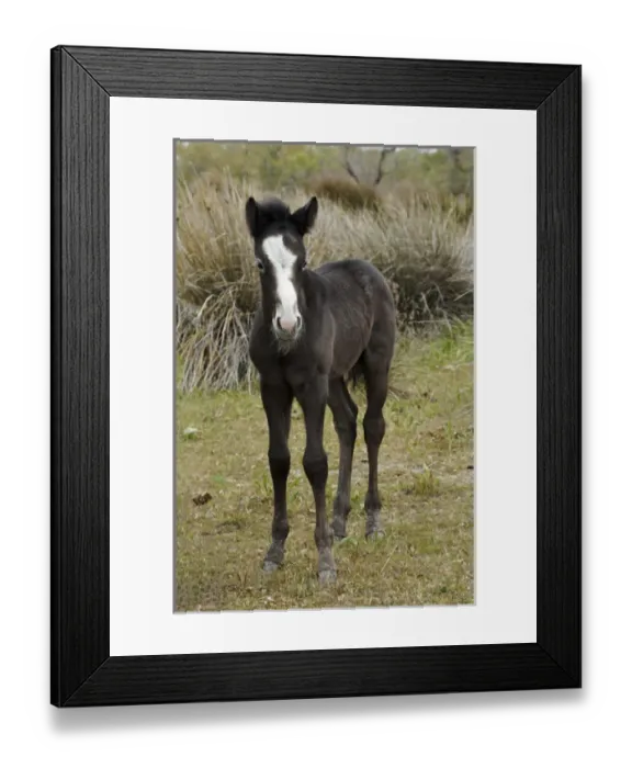 Framed Print : Camargue horse foal, southern France Framed Print : Camargue horse foal, southern France