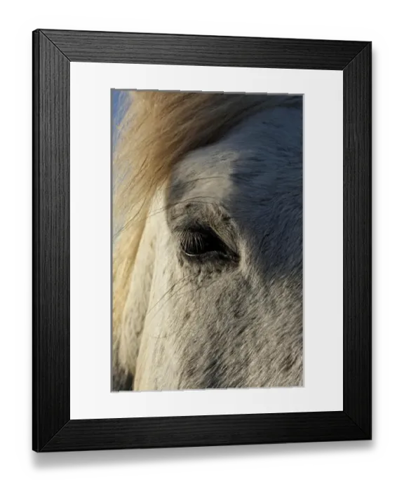 Framed Print : Portrait of Camargue Horse, France Framed Print : Portrait of Camargue Horse, France