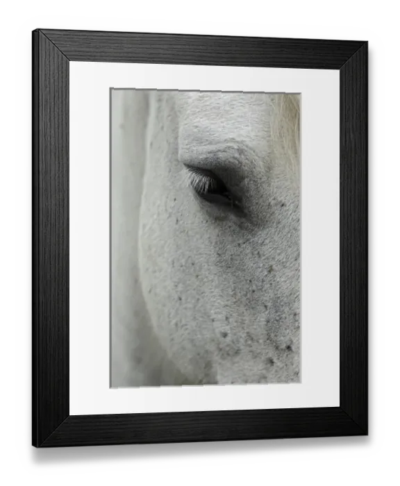 Framed Print : Camargue horse foal, southern France Framed Print : Camargue horse foal, southern France