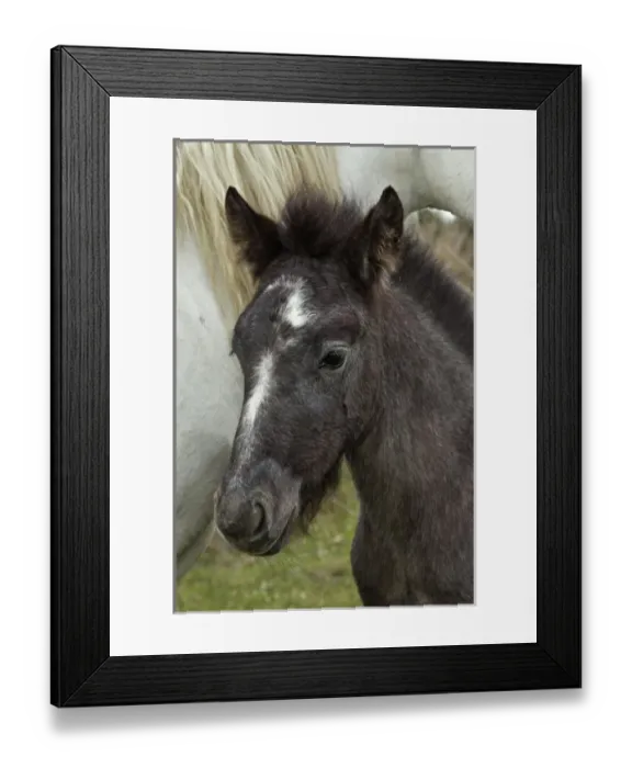 Framed Print : Camargue horse foal, southern France