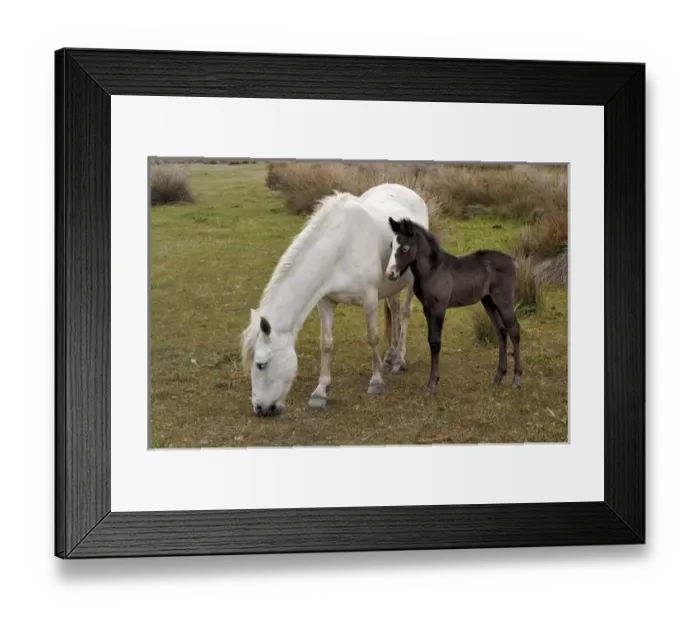 Framed Print : Camargue horse foal, southern France Framed Print : Camargue horse foal, southern France