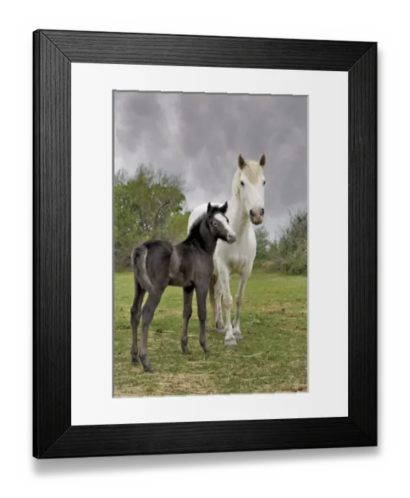Framed Print : Camargue horse foal, southern France