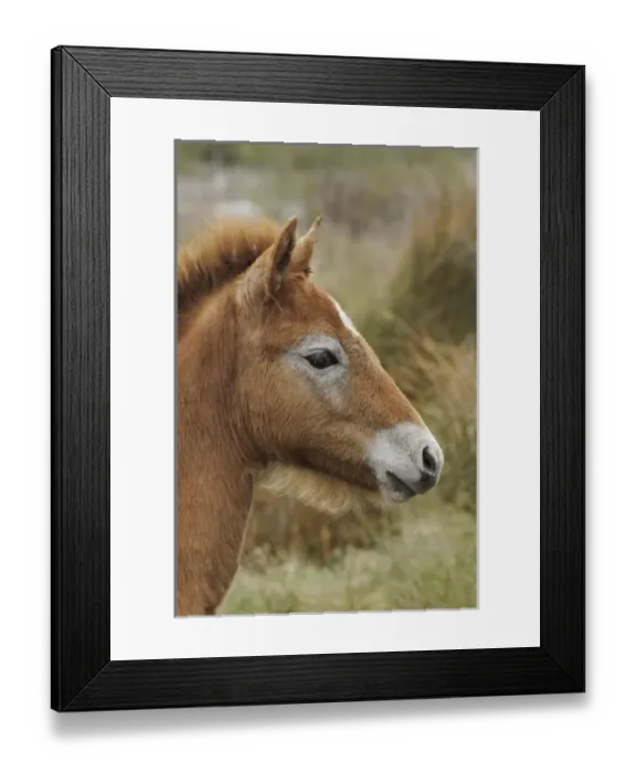 Framed Print : Camargue horse foal, southern France