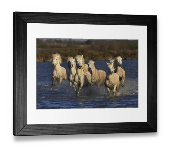 Framed Print : Camargue horses running through marshy wetland of the Camargue, southern France Framed Print : Camargue horses running through marshy wetland of the Camargue, southern France