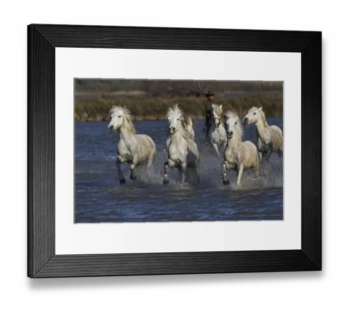 Framed Print : Camargue horses running through marshy wetland of the Camargue, southern France Framed Print : Camargue horses running through marshy wetland of the Camargue, southern France