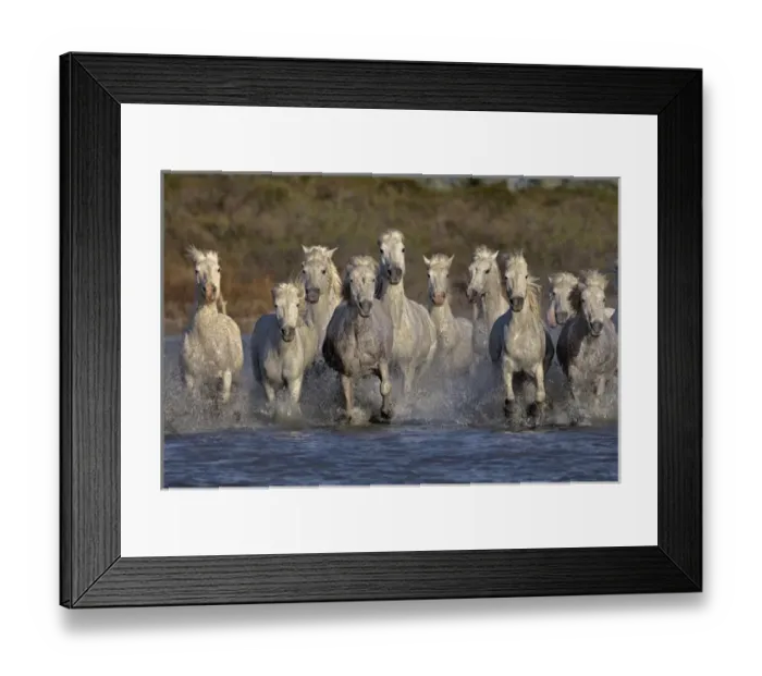 Framed Print : Camargue horses running through marshy wetland of the Camargue, southern France