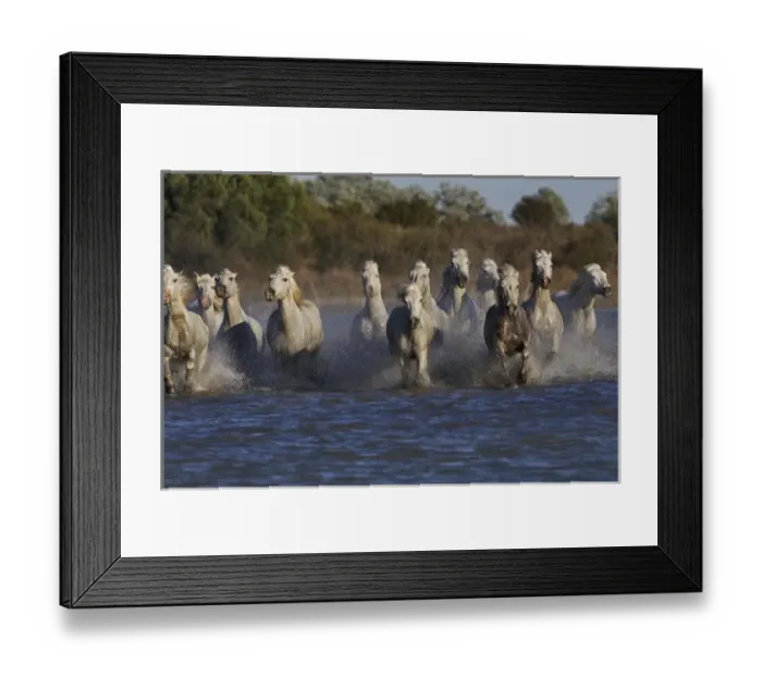 Framed Print : Camargue horses running through marshy wetland of the Camargue, southern France