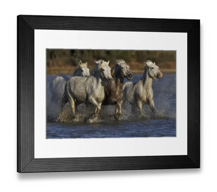 Framed Print : Camargue horses running through marshy wetland of the Camargue, southern France Framed Print : Camargue horses running through marshy wetland of the Camargue, southern France