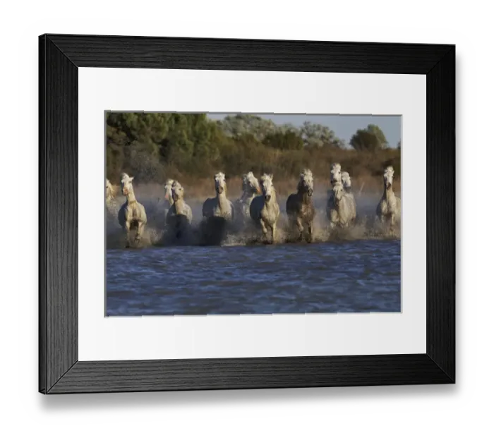 Framed Print : Camargue horses running through marshy wetland of the Camargue, southern France Framed Print : Camargue horses running through marshy wetland of the Camargue, southern France
