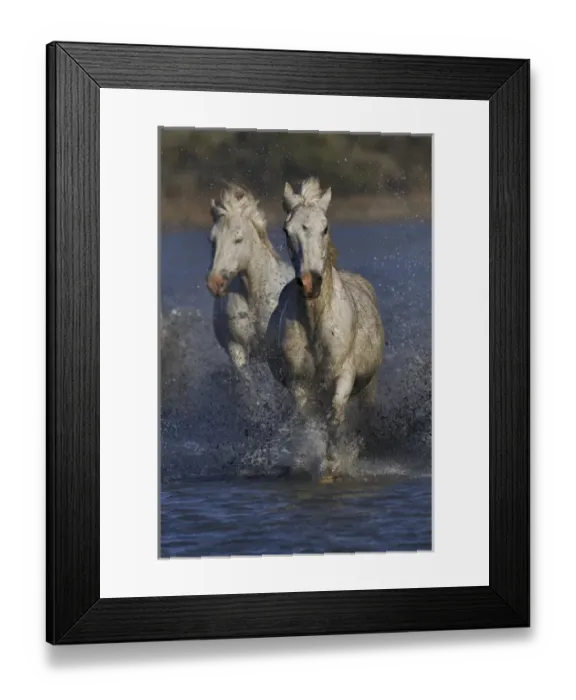 Framed Print : Camargue horses running through marshy wetland of the Camargue, southern France Framed Print : Camargue horses running through marshy wetland of the Camargue, southern France