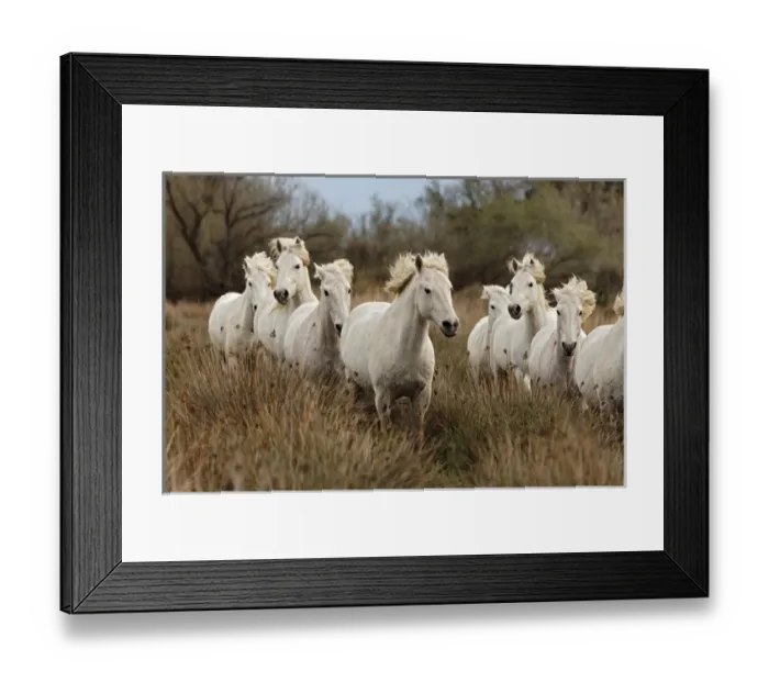 Framed Print : Camargue horses running through marshy wetland of the Camargue, southern France Framed Print : Camargue horses running through marshy wetland of the Camargue, southern France