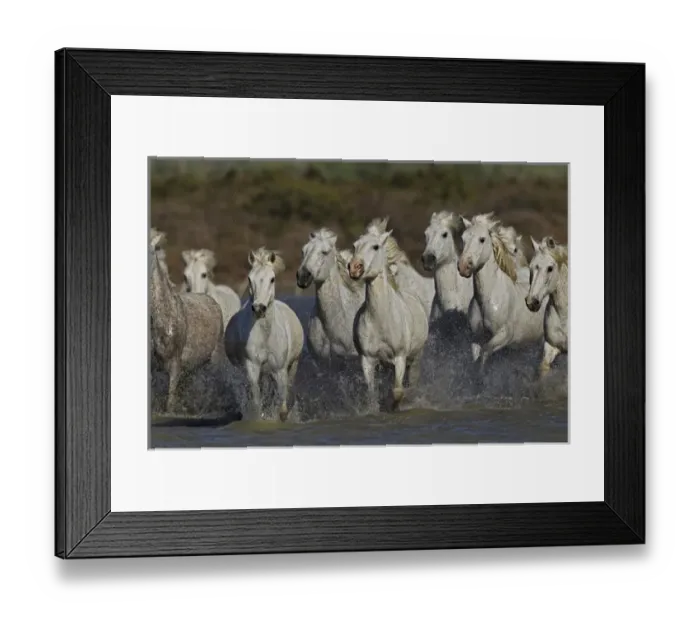 Framed Print : Camargue horses running through marshy wetland of the Camargue, southern France Framed Print : Camargue horses running through marshy wetland of the Camargue, southern France