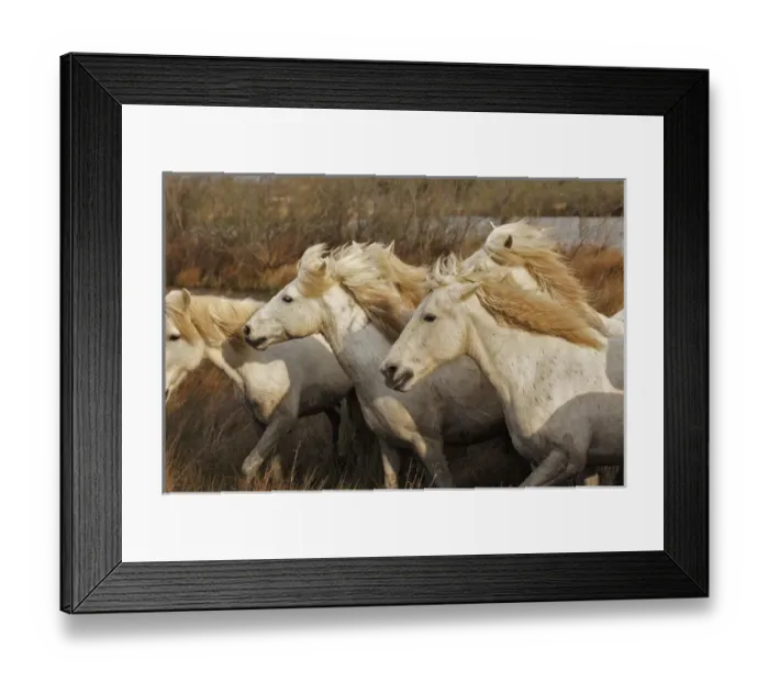 Framed Print : Camargue horses running through marshy wetland of the Camargue, southern France Framed Print : Camargue horses running through marshy wetland of the Camargue, southern France
