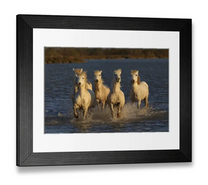 Framed Print : Camargue horses running through marshy wetland of the Camargue, southern France