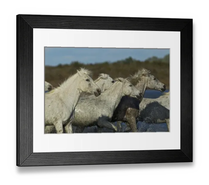 Framed Print : Camargue horses running through marshy wetland of the Camargue, southern France