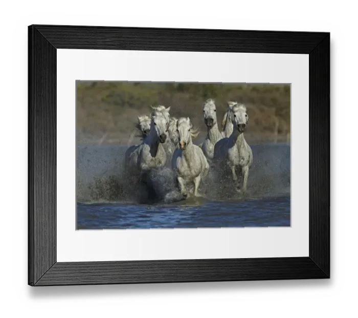 Framed Print : Camargue horses running through marshy wetland of the Camargue, southern France