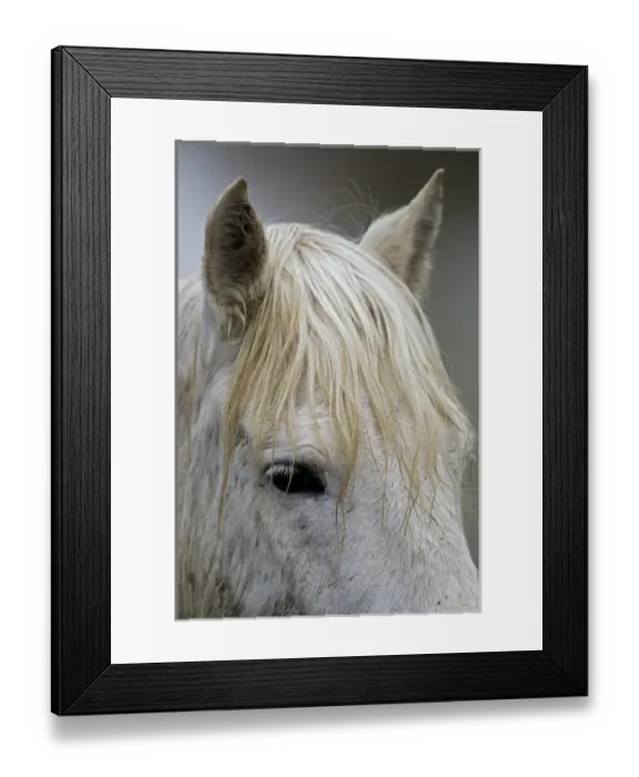 Framed Print : Camargue horses running through marshy wetland of the Camargue, southern France