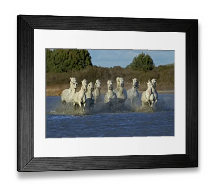 Framed Print : Camargue horses running through marshy wetland of the Camargue, southern France Framed Print : Camargue horses running through marshy wetland of the Camargue, southern France