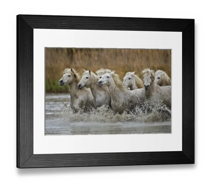 Framed Print : Camargue horses running through marshy wetland of the Camargue, southern France Framed Print : Camargue horses running through marshy wetland of the Camargue, southern France