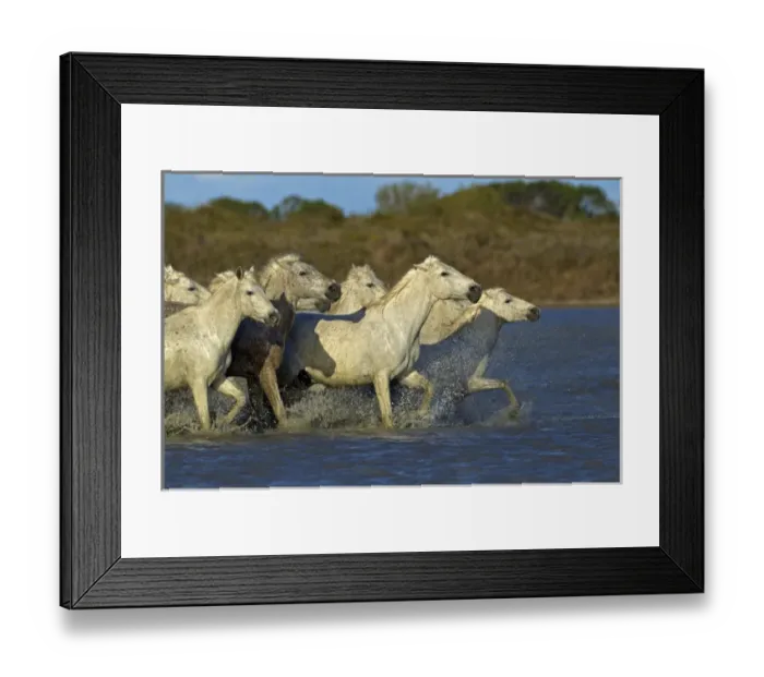 Framed Print : Camargue horses running through marshy wetland of the Camargue, southern France Framed Print : Camargue horses running through marshy wetland of the Camargue, southern France