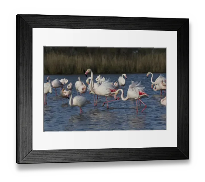 Framed Print : Greater Flamingo, Parc Ornithologique de Pond de Gau, Camargue Region of France Framed Print : Greater Flamingo, Parc Ornithologique de Pond de Gau, Camargue Region of France