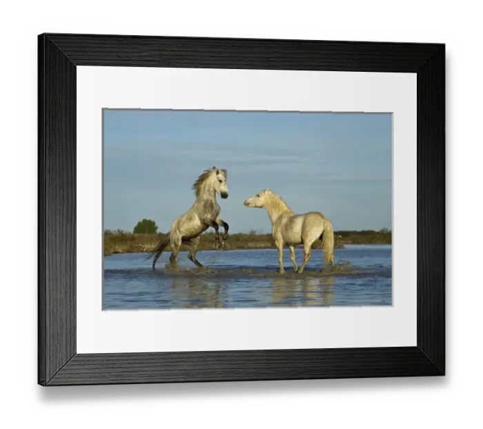 Framed Print : Camargue horses running through marshy wetland of the Camargue, southern France