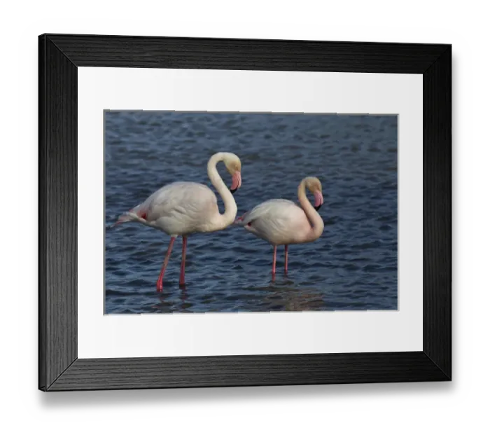 Framed Print : Greater Flamingo, Parc Ornithologique de Pond de Gau, Camargue Region of France Framed Print : Greater Flamingo, Parc Ornithologique de Pond de Gau, Camargue Region of France