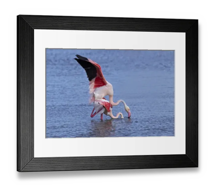 Framed Print : Greater Flamingo, Parc Ornithologique de Pond de Gau, Camargue Region of France Framed Print : Greater Flamingo, Parc Ornithologique de Pond de Gau, Camargue Region of France