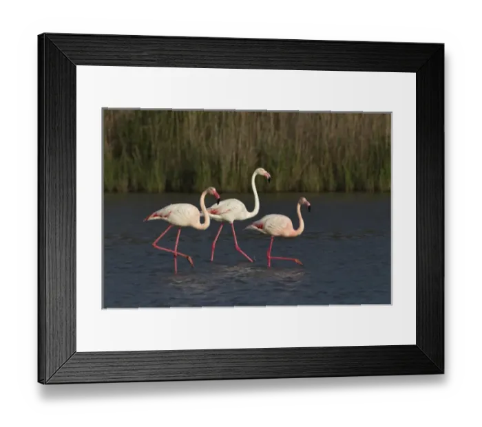 Framed Print : Greater Flamingo, Parc Ornithologique de Pond de Gau, Camargue Region of France