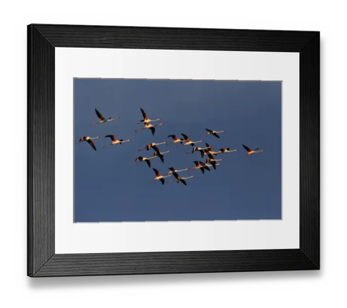 Framed Print : Greater Flamingos in flight, Camargue region of France, Parc Naturel Rgional de Camargue