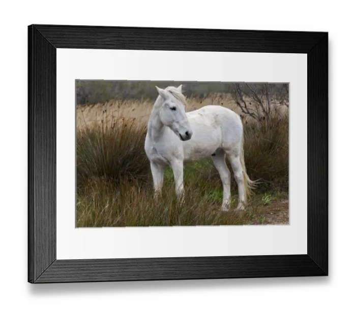 Framed Print : Camargue horse standing in marshy wetland of the Camargue region of southern France Framed Print : Camargue horse standing in marshy wetland of the Camargue region of southern France