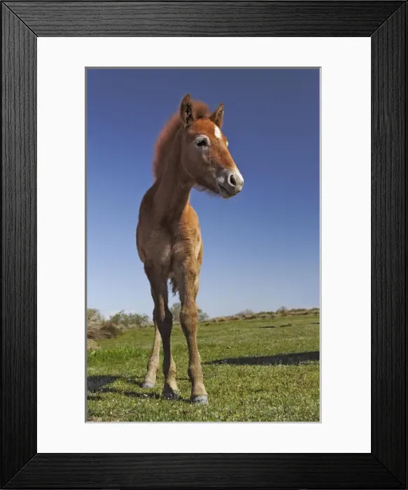 Framed Print : Camargue horse foal, born dark and turn white with age, Camargue region of southern Framed Print : Camargue horse foal, born dark and turn white with age, Camargue region of southern