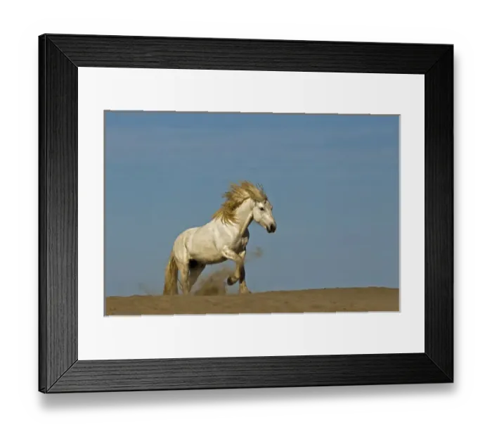 Framed Print : Camargue horse running over beach dune at sunrise, Camargue region of southern, France Framed Print : Camargue horse running over beach dune at sunrise, Camargue region of southern, France