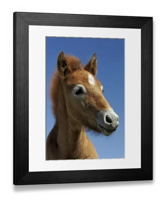Framed Print : Camargue horse foal, born dark and turn white with age, Camargue region of southern