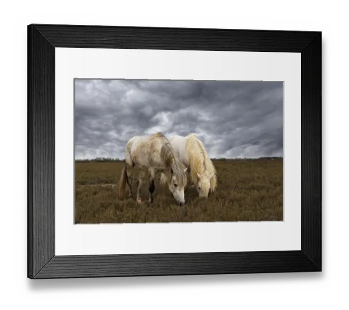 Framed Print : Pair of Camargue horse stallions, southern France Framed Print : Pair of Camargue horse stallions, southern France