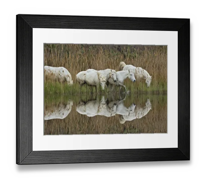 Framed Print : Camarge horses and reflection, southern France