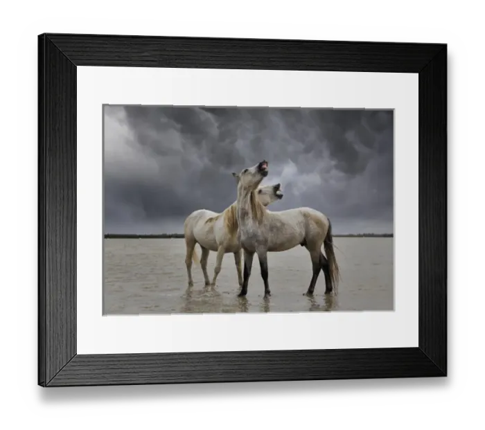 Framed Print : Pair of Camargue horse stallions, southern France