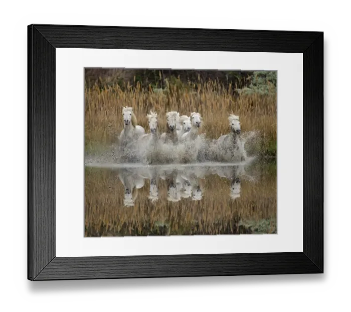 Framed Print : Camarge horses and reflection, southern France Framed Print : Camarge horses and reflection, southern France